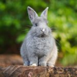 Hase