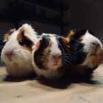 Meerschweine