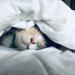 Katze
